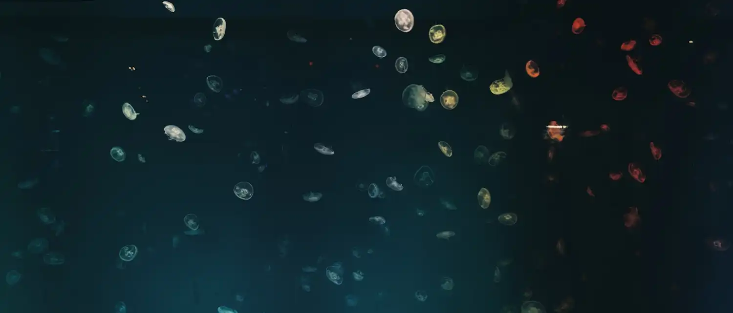 Как да използваш WHOIS услуги?